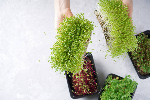 Different microgreen sprouts in female hands. - Фото, зображення