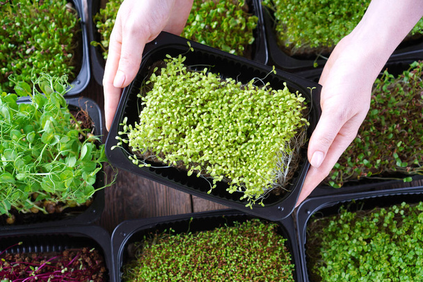 Female hands with a microgreen sprouts in a tray - Fotó, kép