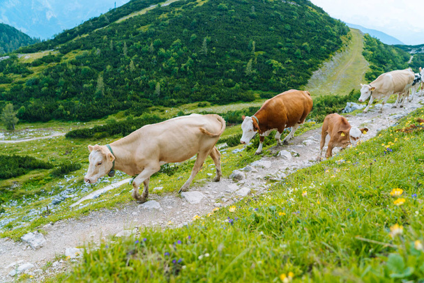 La vaca y el ternero pasan los meses de verano en un prado alpino en los Alpes. Muchas vacas en el pasto. Vacas austríacas en verdes colinas en los Alpes. Paisaje alpino en día soleado nublado. Vaca parada en la carretera a través de los Alpes  - Foto, imagen