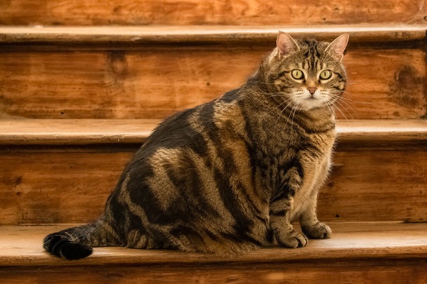Krásná tlustá kočka stojící na schodišti, legrační zvíře - Fotografie, Obrázek