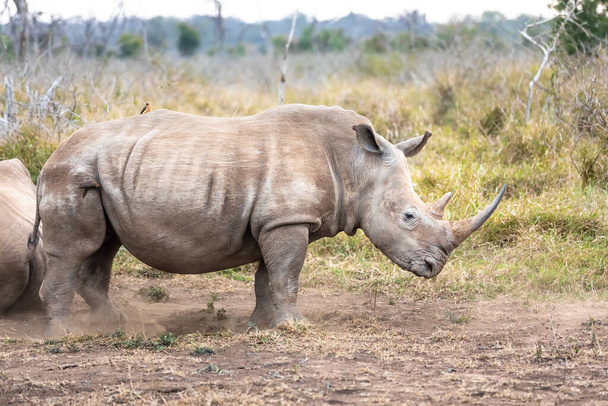 Rinoceronte branco ou rinoceronte quadrado é a maior espécie de rinoceronte existente. África do Sul e Suazilândia
 - Foto, Imagem