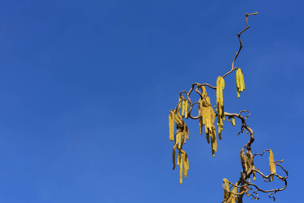 Κοντινό πλάνο της ανθοφορίας φουντουκιού με γύρη σε μικρά κλαδιά σε μπλε φόντο στην ανοιξιάτικη φύση με χώρο για κείμενο - Φωτογραφία, εικόνα