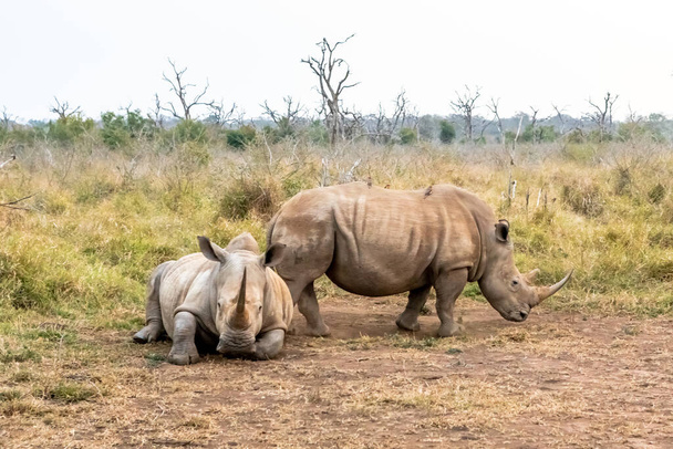 Le rhinocéros blanc ou rhinocéros à lèvres carrées est la plus grande espèce existante de rhinocéros. Afrique du Sud et Swaziland - Photo, image