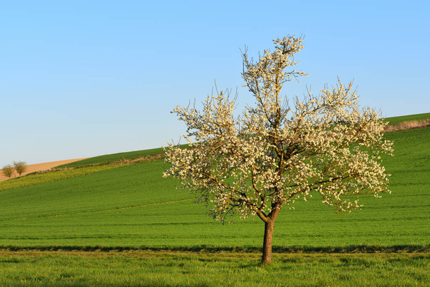 Landschaft in Bayern im Frühling mit sanften grünen Hügeln und einem blühenden Obstbaum vor blauem Himmel - Foto, Bild