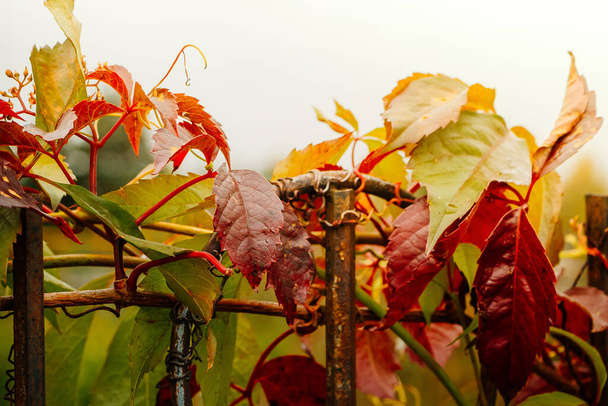 Vahşi sarmaşık, güneşte sonbahar kırmızı yaprakları. Seçici odak - Fotoğraf, Görsel