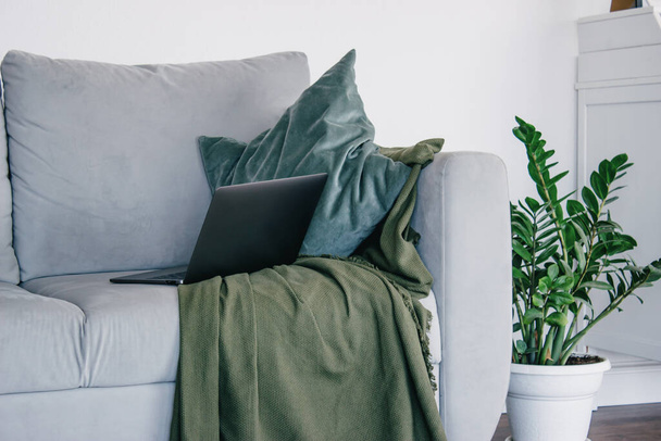 A grey sofa in a bright Scandinavian-style room with green pillows and a green blanket, a pot of flowers.  - Foto, imagen