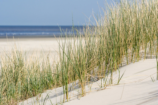 піщані дюни на узбережжі Голландії - Фото, зображення
