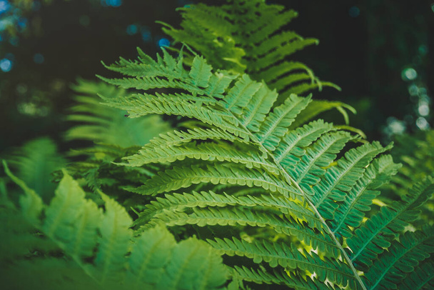 Täysi kehys Trooppinen Matteuccia struthiopteris kasvi kasvaa kasvitieteellinen puutarha äänisen tumma - Valokuva, kuva