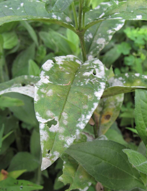 Gros plan de la maladie fongique de l'oïdium sur les feuilles d'une pivoine  - Photo, image