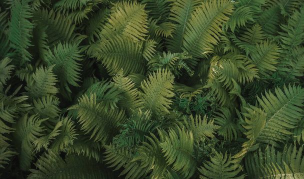 Full frame Tropical Matteuccia struthiopteris plant growing in botanical garden toned dark - Photo, Image