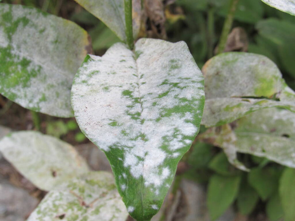Primer plano de la enfermedad fúngica del moho en polvo en las hojas de una planta de peonía
  - Foto, Imagen