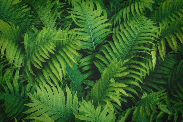 Planta tropical Matteuccia struthiopteris de quadro completo crescendo no jardim botânico tonificado escuro
 - Foto, Imagem