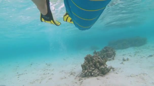 AGUA SUPERIOR: Primer plano de las piernas del hombre mientras bucea alrededor del océano escénico. - Metraje, vídeo