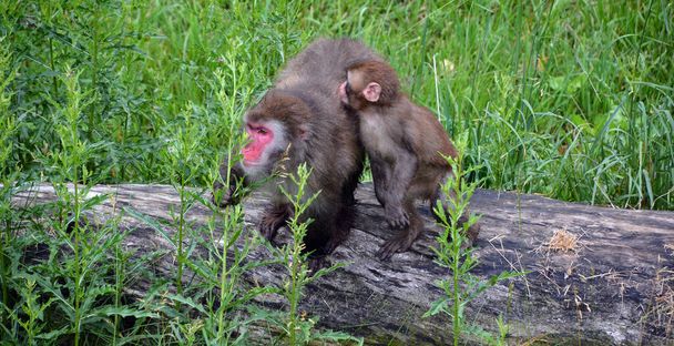 Japanilainen makaki Macaca fuscata, joka tunnetaan myös nimellä lumiapina, on maanpäällinen vanhan maailman apinalaji, joka on kotoisin Japanista.. - Valokuva, kuva