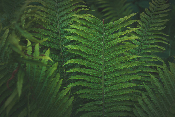 Pełna rama Tropical Matteuccia struthiopteris roślina rośnie w ogrodzie botanicznym stonowany ciemny - Zdjęcie, obraz