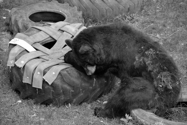 Η αμερικανική μαύρη αρκούδα είναι μια μεσαίου μεγέθους αρκούδα ενδημική στη Βόρεια Αμερική. - Φωτογραφία, εικόνα