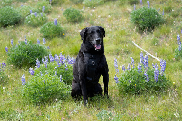 Chien adulte qui récupère le labrador noir assis dans un champ de fleurs sauvages de lupin de montagne. Pris à Loaf Mountain surplombent le Cloud Peak Skyway dans le Wyoming - Photo, image