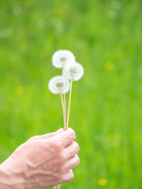 White fluffy dandelion on a soft creamy green background. Summer time concept. Close up view, selective focus image - Foto, Bild