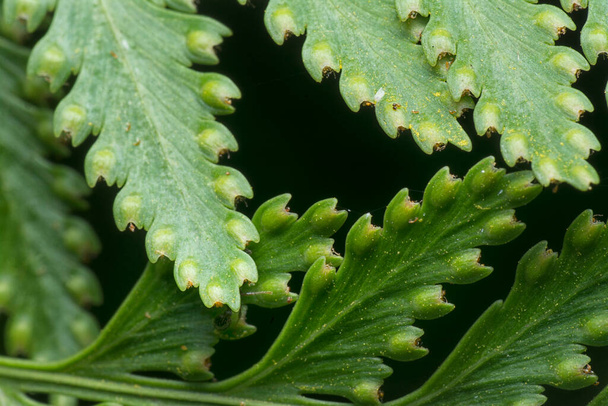 macro shot of the fern leaf red dots of spores. - Photo, Image
