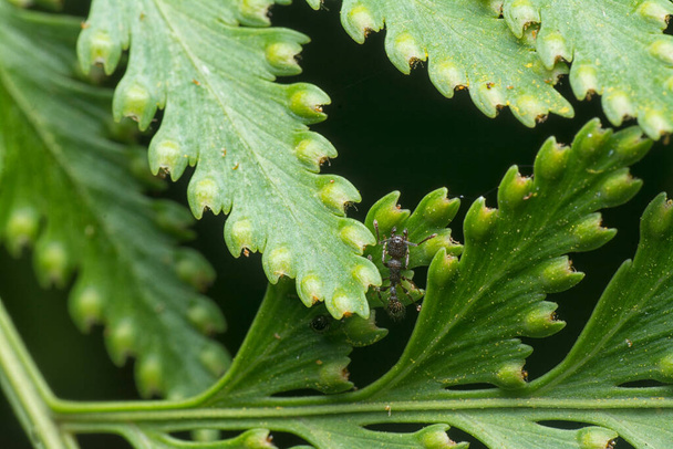 macro shot of the fern leaf red dots of spores. - Photo, Image