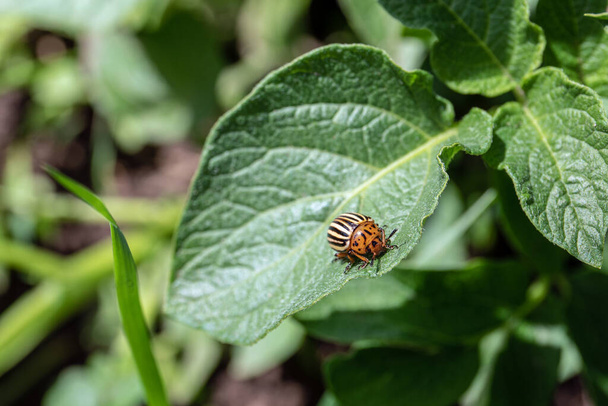 Escarabajo de Colorado en hoja de patata. Bug se alimenta de hojas y puede defoliar completamente las plantas
 - Foto, Imagen