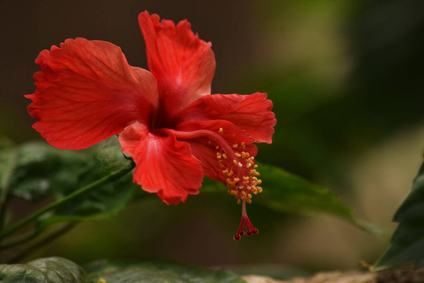piękny kwiat hibiskusa na świeżym powietrzu - Zdjęcie, obraz