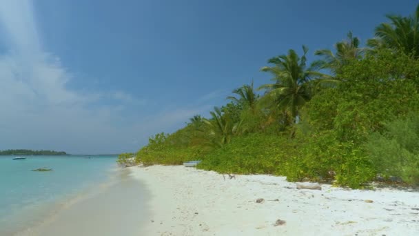 AERIAL: Όμορφη λευκή άμμο και φοίνικα ακτογραμμή ενός τροπικού νησιού. - Πλάνα, βίντεο