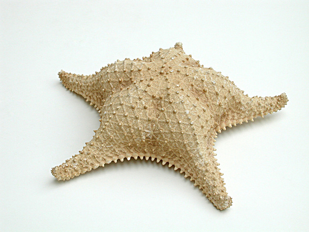 mar estrellado
 - Foto, imagen