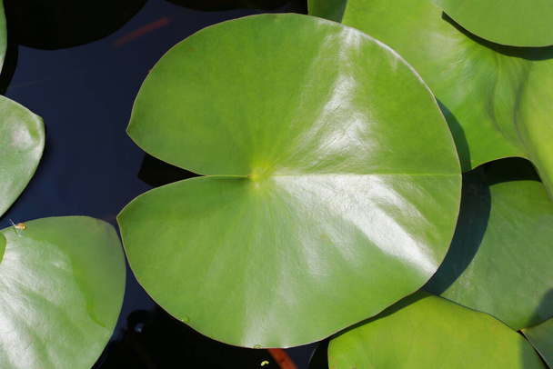 Hoja de loto verde en estanque al sol de la mañana. - Foto, imagen