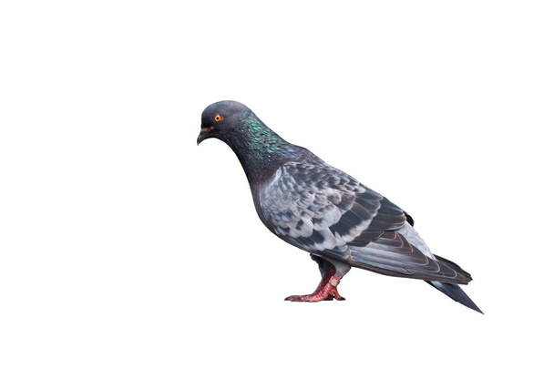 Pigeon is a bird that lives in close proximity to humans for thousands of years. There are over 300 different species of pigeons that can be found throughout the word. - Photo, Image