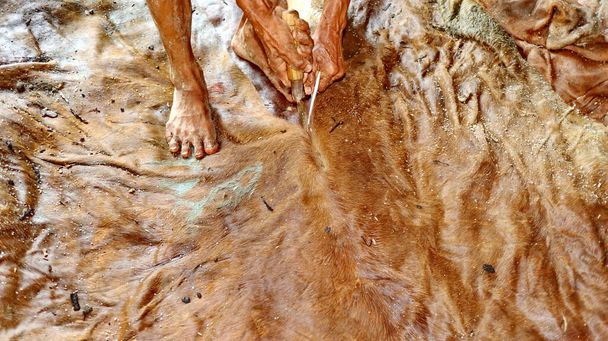 O processo de produção de couro de vaca para a indústria de vestuário, seleção de foco, ruído e imagem granulada, Batang Indonesia
 - Foto, Imagem