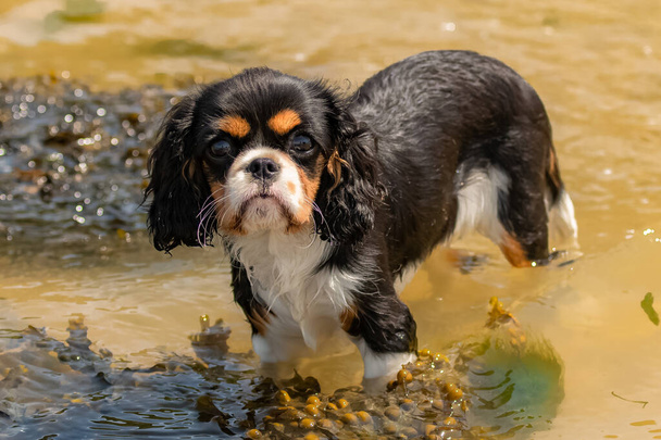 チャールズ王犬の騎兵、海藻のかわいい子犬の入浴  - 写真・画像