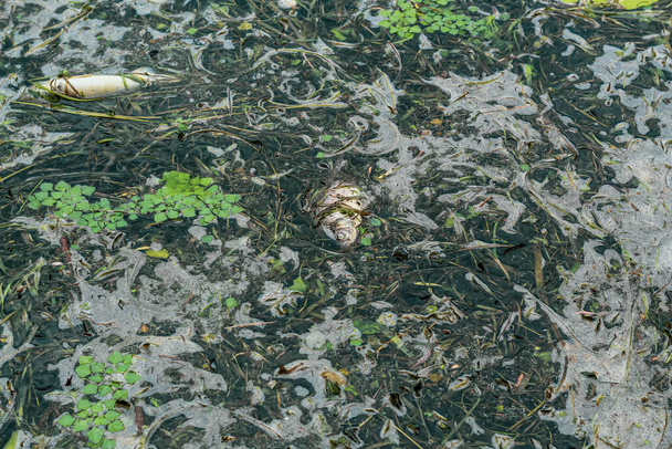 Des poissons morts nagent parmi les débris et les algues à la surface de l'eau - Photo, image