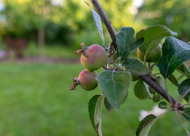 夏の庭の木の枝に緑のリンゴと緑の写真 - 写真・画像
