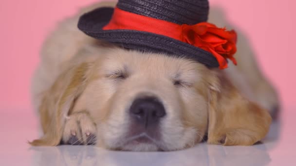 golden retriever dog vestindo um chapéu preto, dormindo com a cabeça apoiada em suas patas, lentamente acordando, olhando em volta, esticando-se, rolando enquanto seu chapéu cai no fundo do estúdio rosa
 - Filmagem, Vídeo