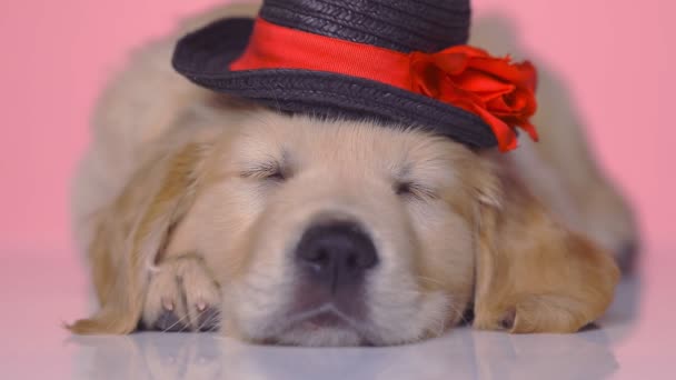 ihana uupunut kultainen noutaja koira nukkuu pää lepää tassuillaan, yllään musta hattu - Materiaali, video