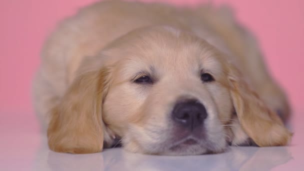 little sleepy golden retriever dog sleeping with his head on his paws then slowly waking up, looking around on pink studio background - Πλάνα, βίντεο