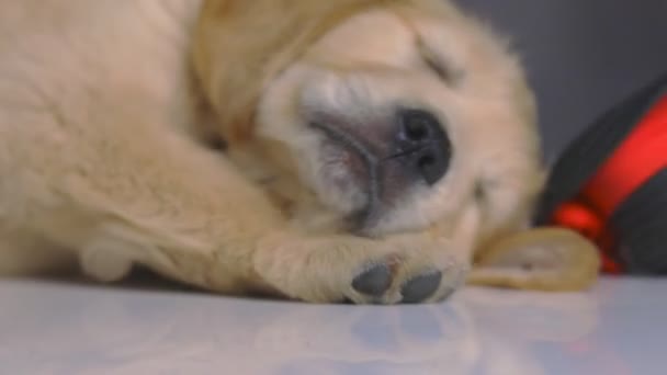 vauva kultainen noutaja koira nukkuu lattialla, yllään musta hattu, roikkumassa kuin hattu putoaa hänen päänsä, venyttely vaaleanpunainen studio tausta - Materiaali, video