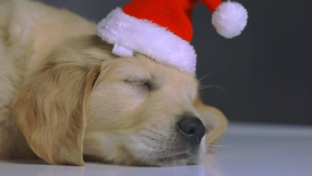 adorable fatigued golden retriever dog wearing a christmas hat, lying down and sleeping on the floor on dark studio background - Footage, Video