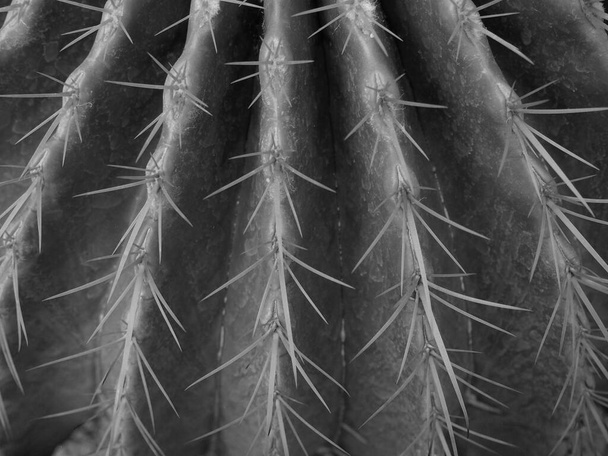 fekete-fehér kaktusz közelről - Fotó, kép