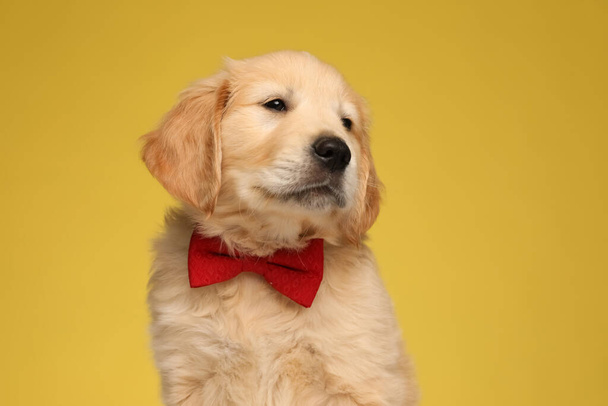 adorable labrador retriever dog wearing red bowtie and looking to side on yellow background - Foto, immagini