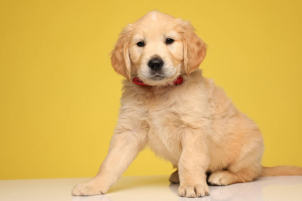 imádnivaló labrador retriever kutya visel piros csokornyakkendő és ül a sárga háttér - Fotó, kép