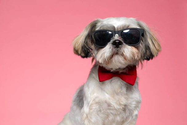 чарівна собака Ши Цзи в сонцезахисних окулярах і червоній косиці, сидить на рожевому фоні
 - Фото, зображення
