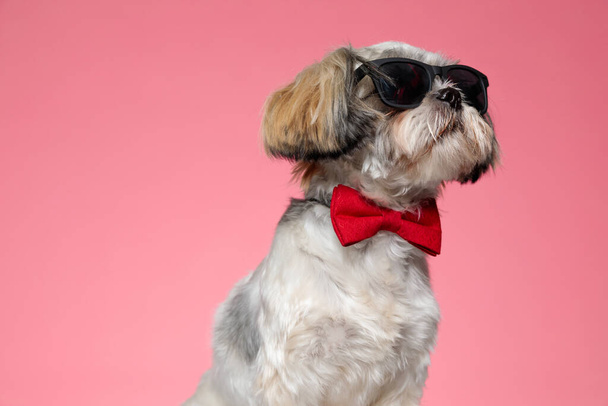 adorable shih tzu puppy looking up and wearing sunglasses, sitting on pink background - Photo, Image