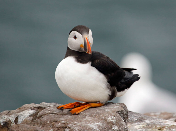 Atlantic puffins on the cliffs and fields of the Farnes islands in the UK - Photo, Image