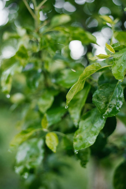 Apple leaves on a tree branch after the rain. Raindrops on leaves - Fotografie, Obrázek