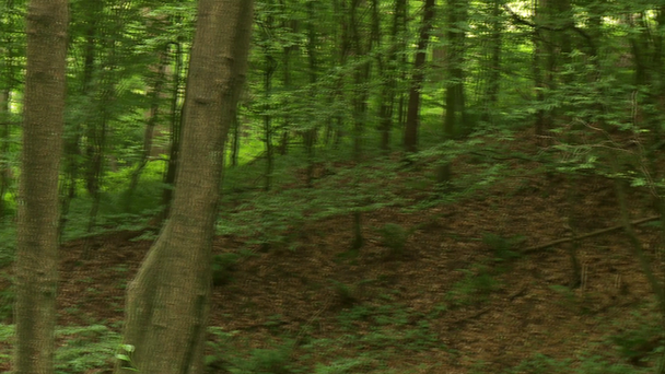 forêt en Allemagne - Séquence, vidéo