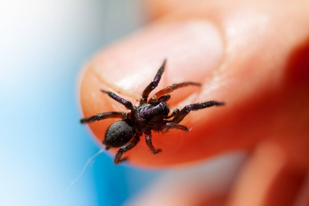 una pequeña araña venenosa en el brazo
 - Foto, Imagen