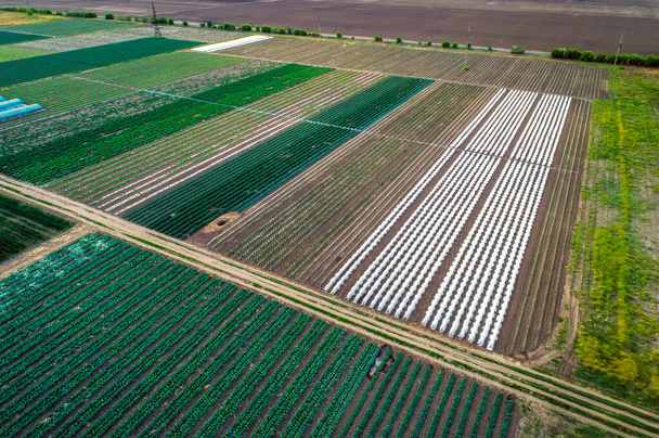 Aerial view of greenhouse and vegetables fields in small farming area. Agricultural field from above. - Photo, Image