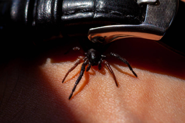 mały jadowity pająk na ramieniu - Zdjęcie, obraz